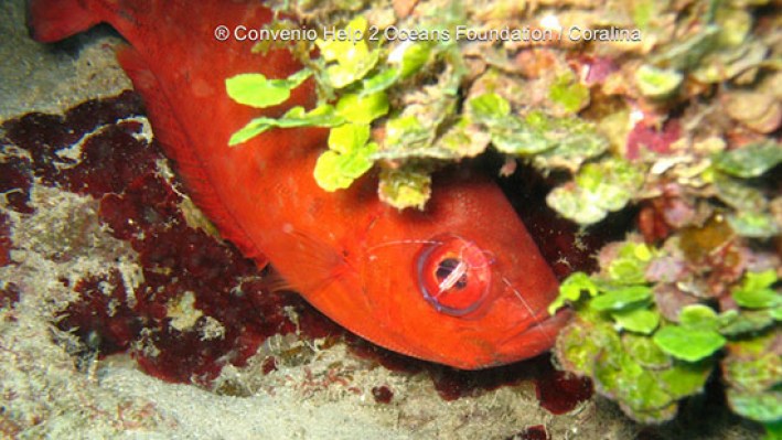 Shrimps (41)